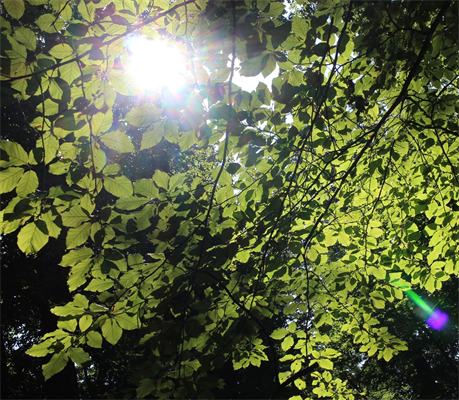 Durch ein grünes Blätterdach leuchtet die Sonne.