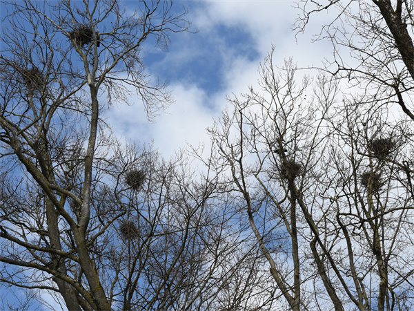 Nester von Saatkrähen in den Bäumen im Palmpark Braunau.