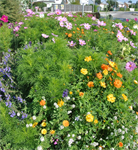 Ökologisch wertvoll und dekorativ: naturnahe Blumenwiesen auf öffentlichen Flächen in Braunau