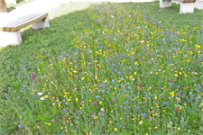 Ökologisch wertvoll und dekorativ: naturnahe Blumenwiesen auf öffentlichen Flächen in Braunau