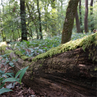 Totholz ist ein vielfältiger Lebensraum für Tiere, Pflanzen, Moose, Flechten und Pilze.