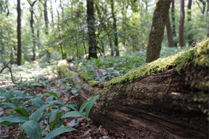 Totholz ist ein vielfältiger Lebensraum für Tiere, Pflanzen, Moose, Flechten und Pilze. 