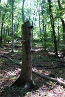 Totholz ist ein vielfältiger Lebensraum für Tiere, Pflanzen, Moose, Flechten und Pilze. 